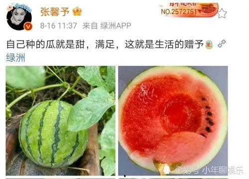 娱乐吃瓜新鲜事,揭秘明星幕后故事